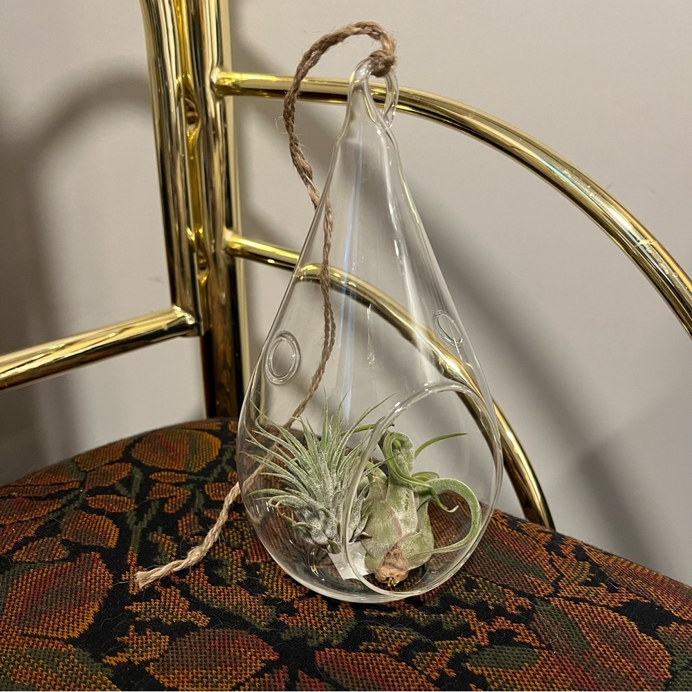 Hanging Glass Terrarium